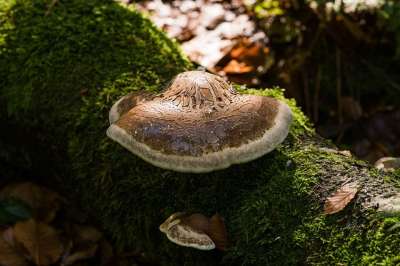蘑菇 森林 苔藓 野生蘑菇 海绵 孢子 蘑菇种 真菌种类 菌类
