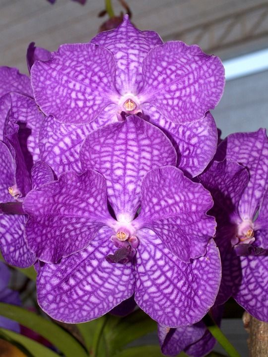 兰花 花 明亮的 紫色 植物群 生长 装饰 芽 叶子