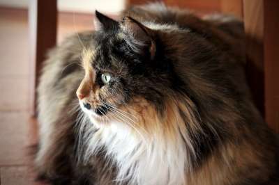 猫咪 波斯 可爱的 肖像 宠物 毛皮 柔情 动物医院 甜 头发