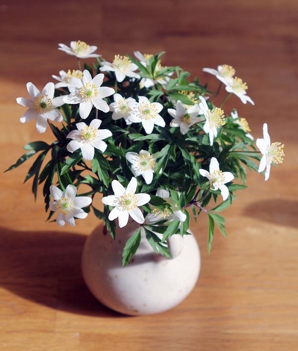 木海葵 春天 花朵 花束 花瓶 春天的花朵 白海葵 花 白