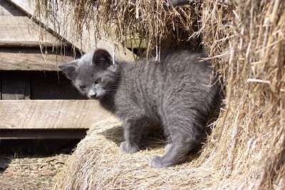 谷仓 小猫 猫 猫科动物 国家 稻草 包 乡村的 农场