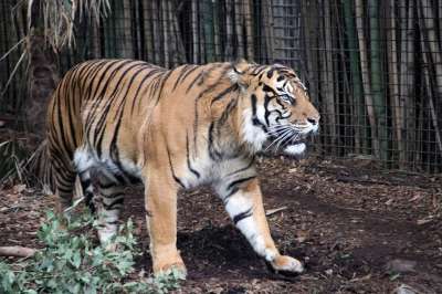 老虎 动物 动物园 大猫 条纹 猫科动物 哺乳动物 自然