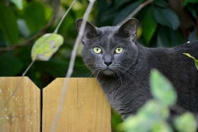 猫 宠物 动物 呵叻 黑猫 树叶 树 国内的 猫科动物