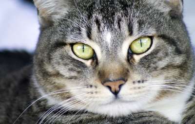 猫 可爱的 动物 哺乳动物 宠物 肖像 小猫 国内的 虎斑猫