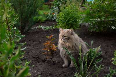 猫 猫科动物 哺乳动物 自然 花园 可爱的 动物