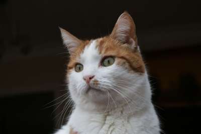 猫 生姜 白色的 绿眼睛 男性 黑猫 黑眼圈