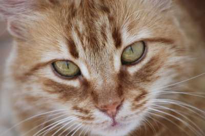 猫 看法 虎斑猫 动物肖像 可爱