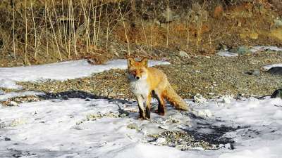 狐狸 自然 动物 面糊 动物群 野生动物 红色的 特写 雪