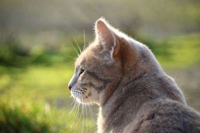 猫 鲭鱼 品种猫 草 小猫