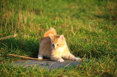猫 小猫 猫宝宝 年轻的猫 红猫 家猫 草