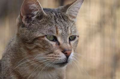 动物 猫 哺乳动物 猫科动物 荒野 晶须 小猫 虎斑猫 肖像