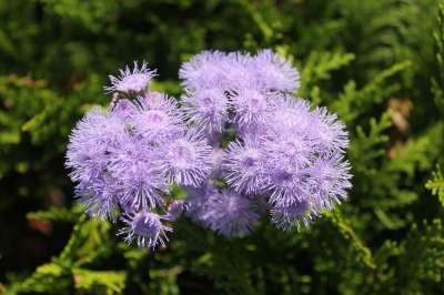 紫色的 盛开 紫色的花朵 工厂 紫花 自然 紫色 花朵 花园