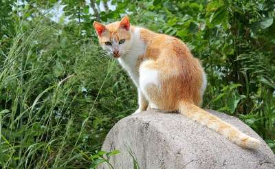 猫 宠物 红猫