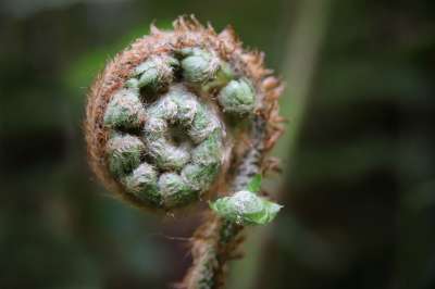 蕨类 绿色 豆芽 春天 生长 植物 花园