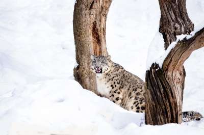 雪豹 大猫 野猫 猎人 雪 冬天 捕食者 动物园 寒冷的 危险
