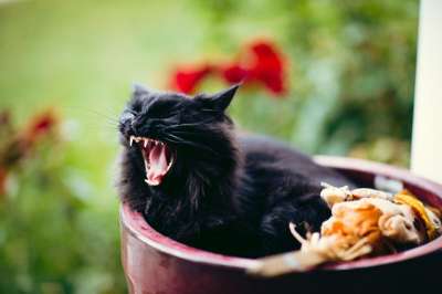黑色的 猫 宠物 动物 牙齿 嘴 桶 户外的 模糊 绿色的宠物