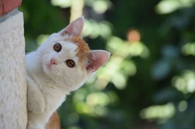 猫 动物 哺乳动物 基蒂