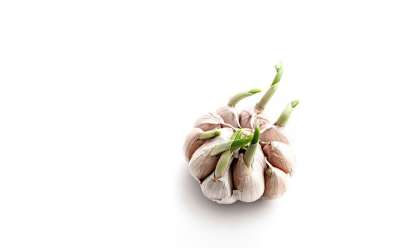 蔬菜 大蒜 食物 健康 维生素 种植大蒜 为了身体健康 抗击病毒