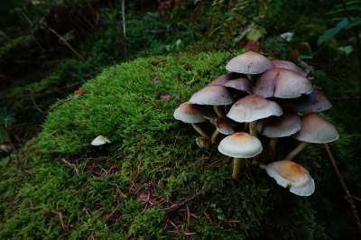 蘑菇 一团蘑菇 硫磺头 树桩 苔藓 植被 森林地面 森林 树干