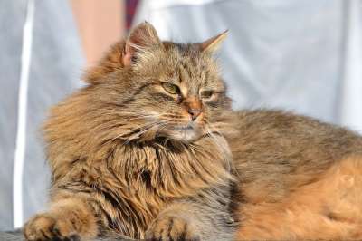 猫 鲭鱼 灰色的 家猫 动物 长发