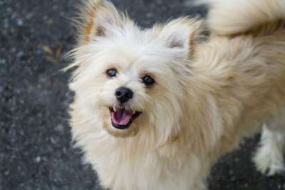 Pomapoo 博美犬 贵宾犬 狗 宠物 毛茸茸的 毛球 毛皮