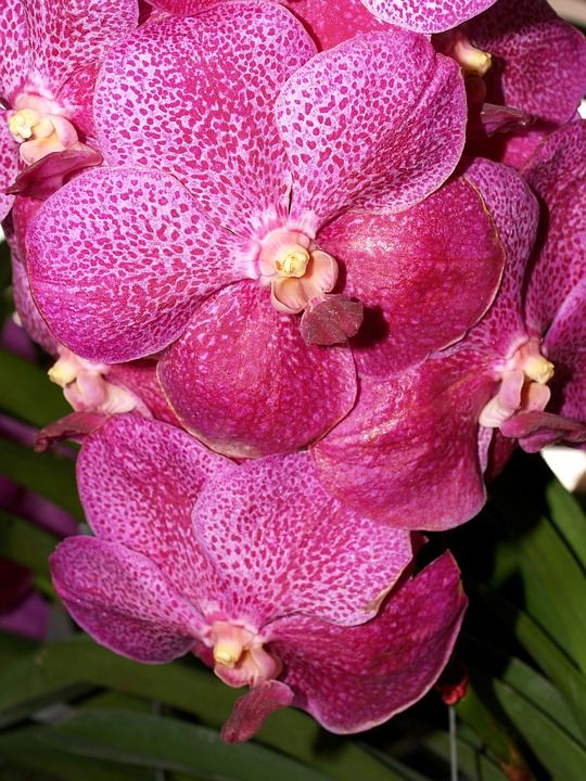 兰花 花 明亮的 紫色 植物群 生长 装饰 芽 叶子