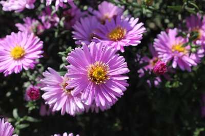 紫色的 盛开 紫色的花朵 工厂 紫花 自然 紫色 花朵 花园