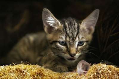 幻想 猫鼠 恐惧 动物 打猎 干草 自然 哺乳动物