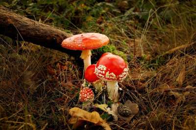 毒菌 森林 自然 有毒 红色的 蘑菇 落下 苔藓 森林地面