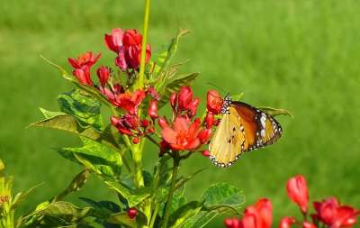 蝴蝶 普通老虎 昆虫 Danaus Chrysippus 花 苋菜
