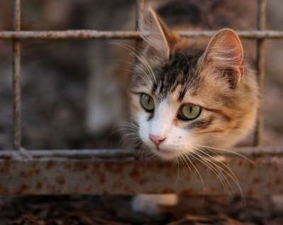 那只猫 猫似的 有色 动物 看 美丽