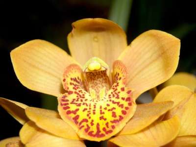 兰花 花 明亮的 紫色 植物群 生长 装饰 芽 叶子