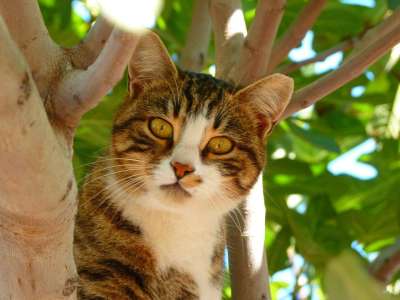 猫 生物 动物 哺乳动物