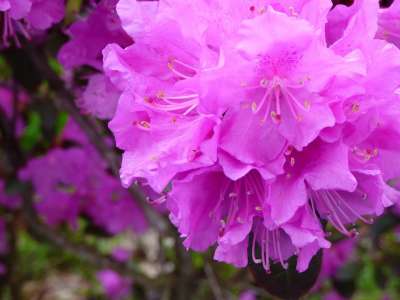 花 植物群 自然 花园 盛开 花的 花瓣 户外 美丽的 明亮的