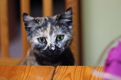 猫 家猫 动物 眼睛 家畜 小猫 幸运猫