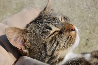 猫 老虎 可爱 好看 快乐 幸福 睡觉