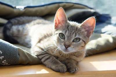 猫 小猫 首页 宠物 可爱 孩子 猫咪 动物