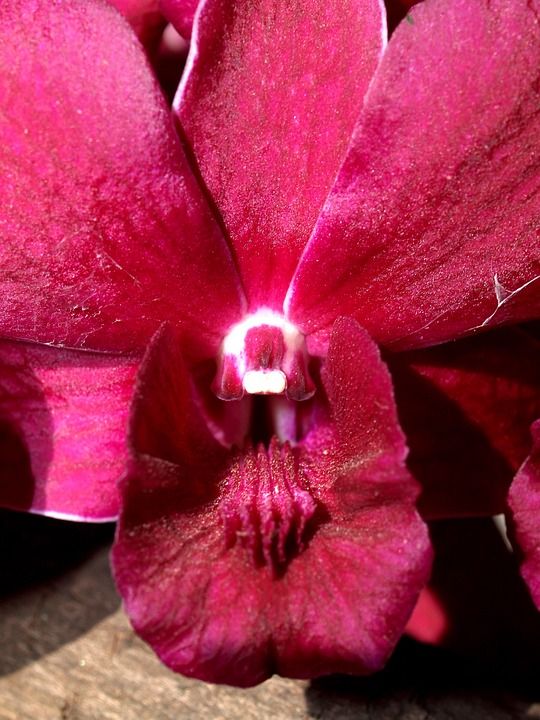 兰花 花 明亮的 紫色 植物群 生长 装饰 芽 叶子