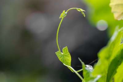 叶子 卷须 植物 登山者植物 绿色 落下 秋天的 生长 散景