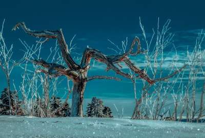 树 冬季景观 雪 霜 寒冷的 冰冷的 情绪 景观 下雪的