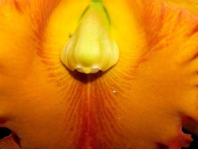 兰花 花 明亮的 紫色 植物群 生长 装饰 芽 叶子