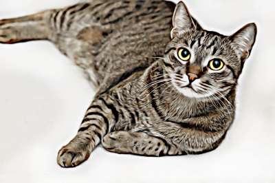 小猫 宠物 动物 猫的眼睛 头 大花猫 胡子 谎言 在看着