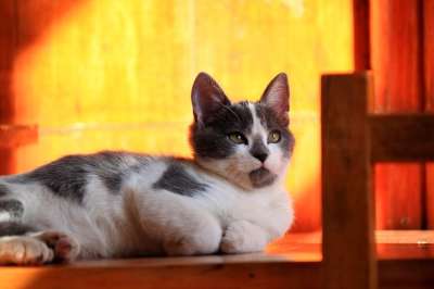 猫 猫科动物 暹罗 小猫咪 木猫