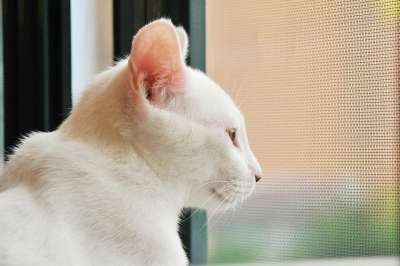 猫 窗口 房间 观察 老虎 可爱的 哺乳动物 荒野 优雅