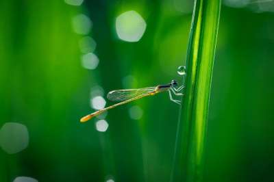 散景 特写 颜色 露 蜻蜓 水滴 环境 草 昆虫 叶子 雨滴