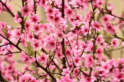 果树 粉红色的花朵 春天 四月 开花 粉色的 图 花朵 花瓣