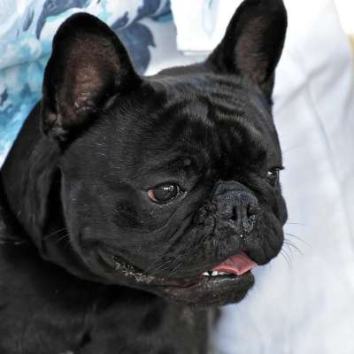 矮小的斗牛犬 法国斗牛犬 狗 动物摄影 宠物