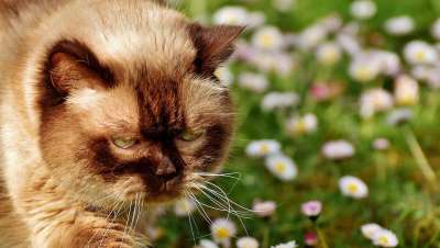 英国短毛猫 猫 纯种 毛皮 家猫 野生动物 动物 家畜 非常漂亮