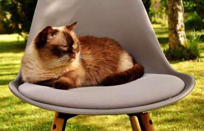 英国短毛猫 猫 家猫 非常漂亮 英国 短发 野生动物 毛皮 动物