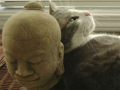猫 仍然 生活 国内的 猫科动物 休息 做梦 梦幻的 佛 头
